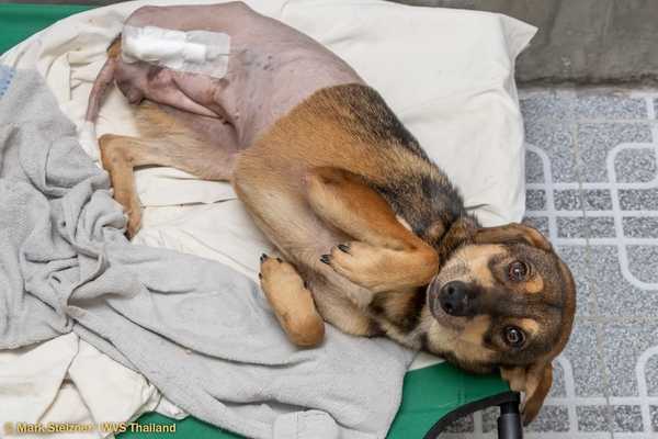 Your love for animals can live on through stories like Chaba’s Your love for animals can live on through stories like Chaba’s