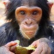 KS1 Science - Diet Detectives