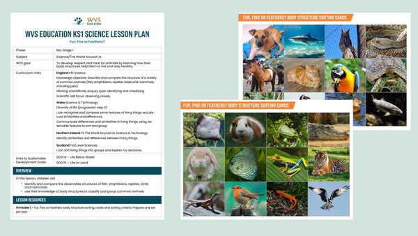 Lesson Plan and Printables