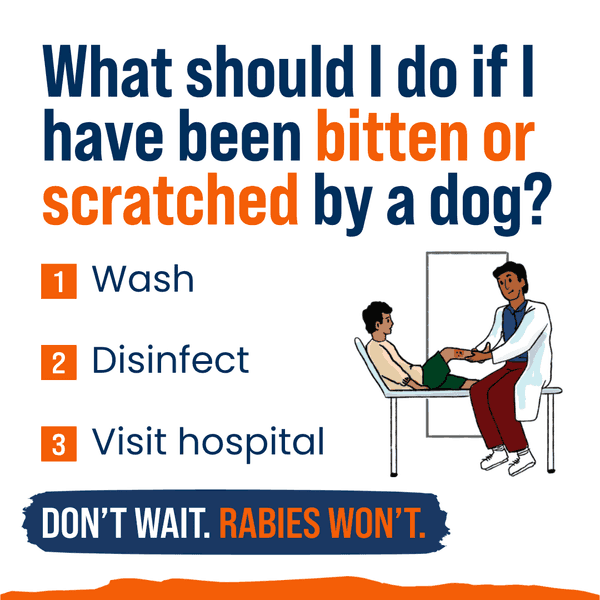 What should I do after a dog bite or scratch? What should I do after a dog bite or scratch?