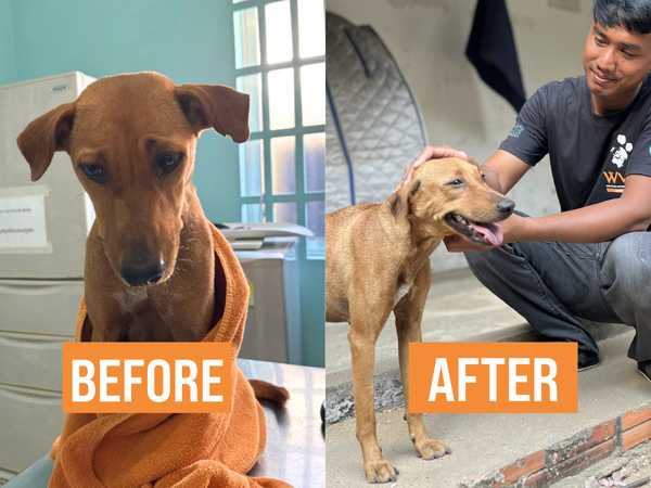 A second chance for Preang