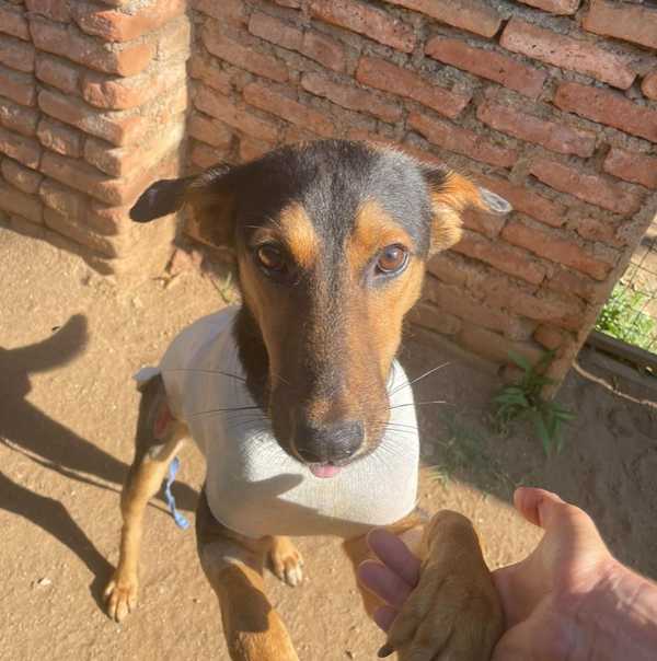 Paws up for animals in need
