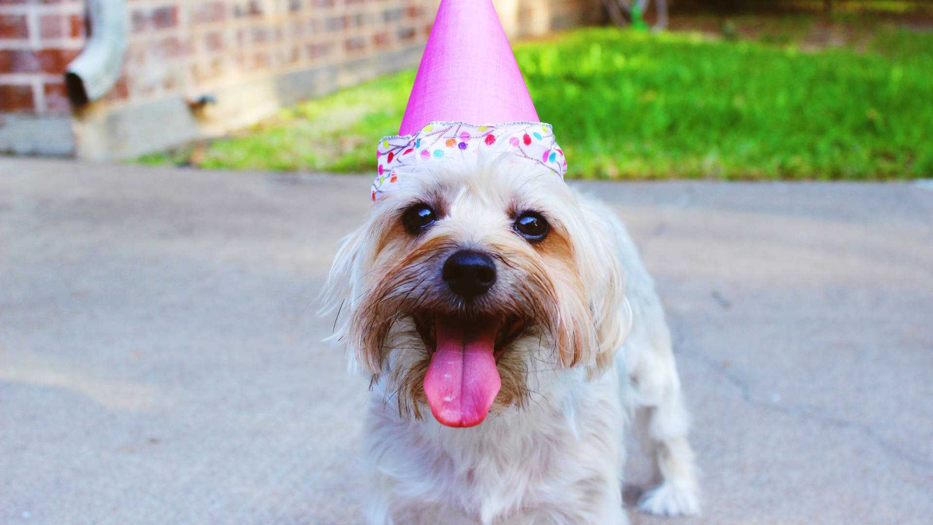 Celebrate with friends, family and pets at a Pawfect Tea Party!