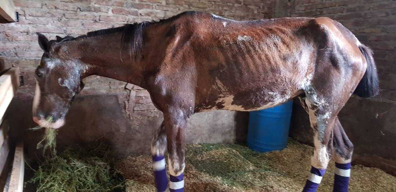 Make a life-changing difference for working equines - Nardo before Make a life-changing difference for working equines - Nardo before
