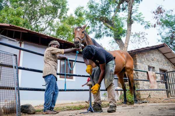 Veterinary Training