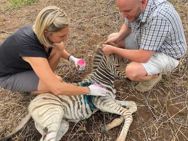 Life-saving care for animals in need