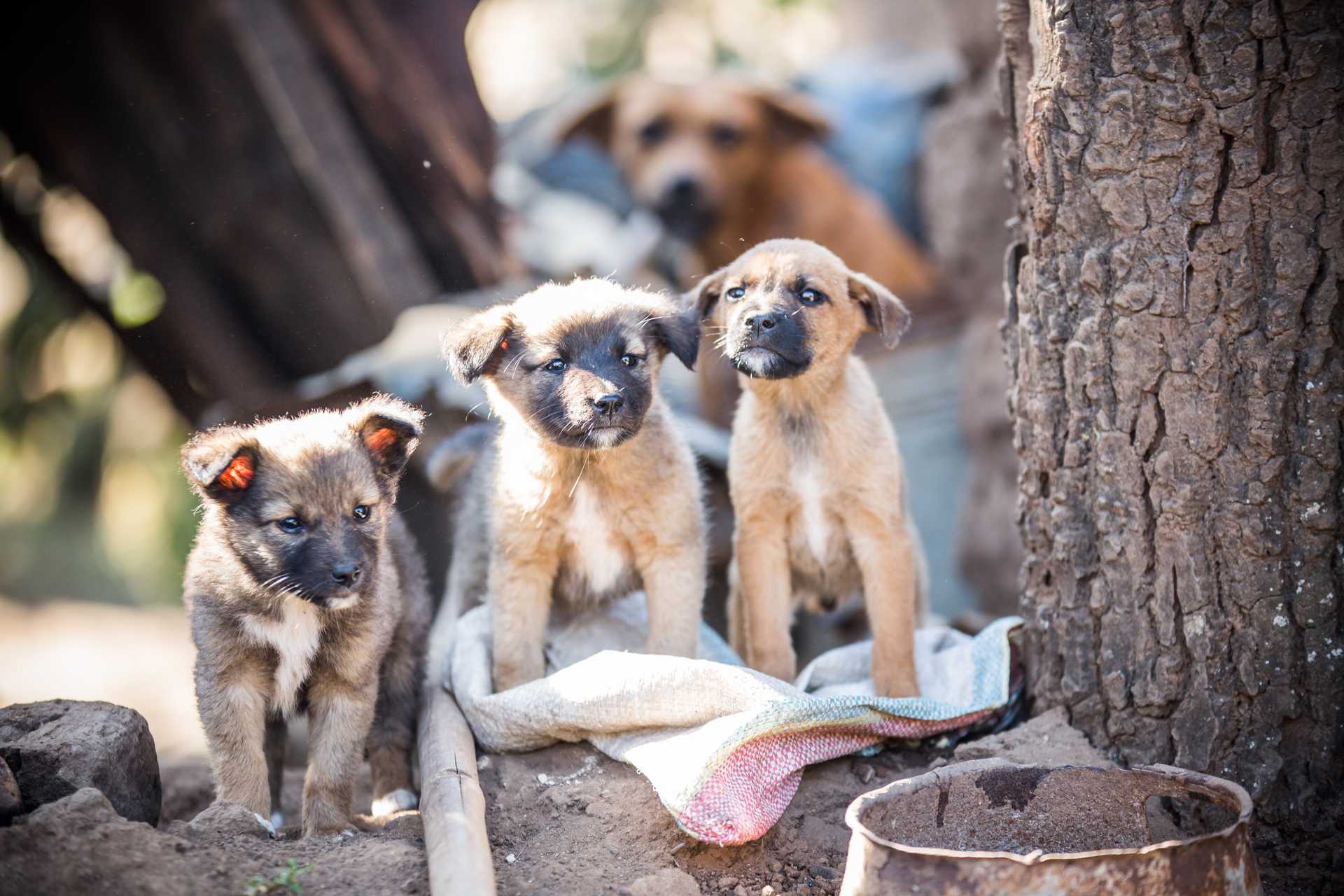 Give the gift of Tomorrow Give the gift of Tomorrow